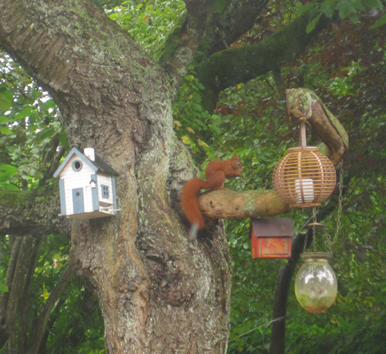 das Eichhörnchen ist häufig zu Besuch